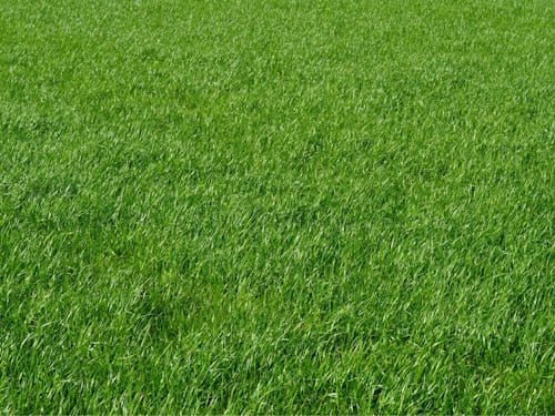 Artificial Grass Cleaning by Unique Exterior Cleaning